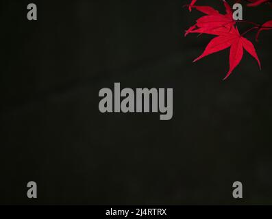 Red Japanese maple leaves against a black background with leaves illuminated from behind. Image has copy space. Stock Photo
