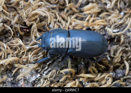 Balkenschroeter, lesser stag beetle, Dorcus parallelipipedus Stock Photo