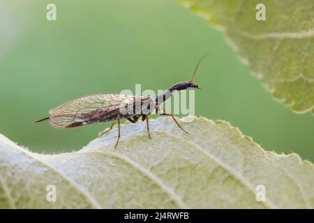 Kamelhalsfliege, Snakeflies, Raphidioptera Stock Photo