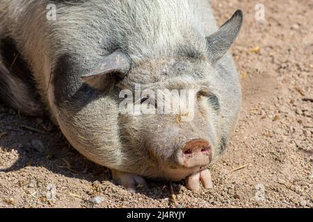 Vietnamese Pot-bellied, exonym for the Lon I, Vietnamese or I pig, endangered traditional Vietnamese breed of small domestic pig in a farm, closeup Stock Photo