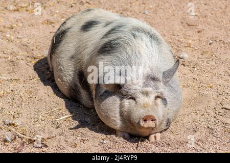 Vietnamese Pot-bellied, exonym for the Lon I, Vietnamese or I pig, endangered traditional Vietnamese breed of small domestic pig in a farm, closeup Stock Photo