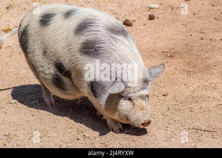 Vietnamese Pot-bellied, exonym for the Lon I, Vietnamese or I pig, endangered traditional Vietnamese breed of small domestic pig in a farm, closeup Stock Photo