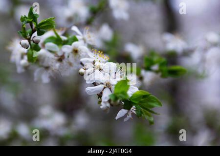 Branches of a blossoming tree against the sky. Cherry plum flowers. Stock Photo