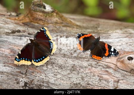 Vanessa atalanta - the red admiral together with Nymphalis antiopa - the mourning cloak or the Camberwell beauty Stock Photo