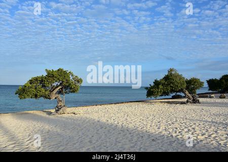 Stunning scenic view of divi trees on the Aruba coast. Stock Photo