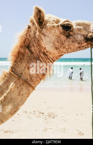 Mauritania, surroundings of Nouakchott Stock Photo