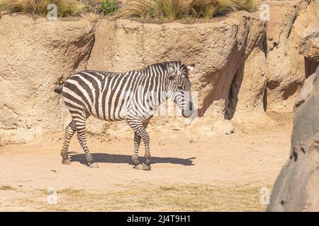 Zebras are African equines with distinctive black-and-white striped ...