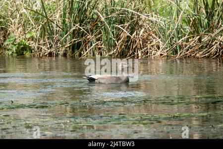 a male gadwall duck (Mareca strepera) swimming in a clear water chalk stream river Stock Photo