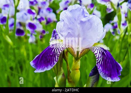 Purple flowers irises in garden. Striped petal violet bearded iris or barbata. Growing ornamental plants. Summer natural background. Stock Photo