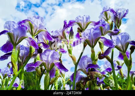 Purple flowers irises in garden. Violet bearded iris or barbata. Growing ornamental plants. Summer natural background. Stock Photo