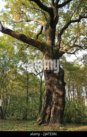 Changing leaves on a large Oak tree take on beautiful colors in the ...