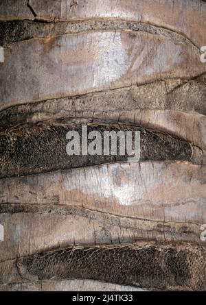 Close up view of Coconut Palm Tree Trunk in Bali, Indonesia Stock Photo
