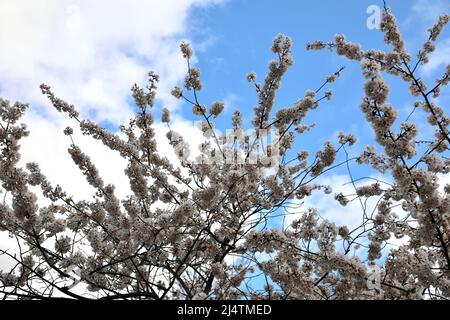 Low angle view of cherry blossoms against blue sky Stock Photo