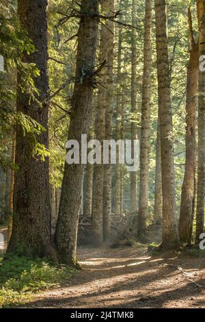 Path through the sunny spruce forest. Stock Photo
