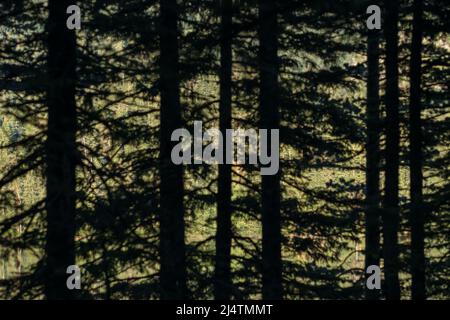 Forest lake with fir tree silhouettes in defocus Stock Photo