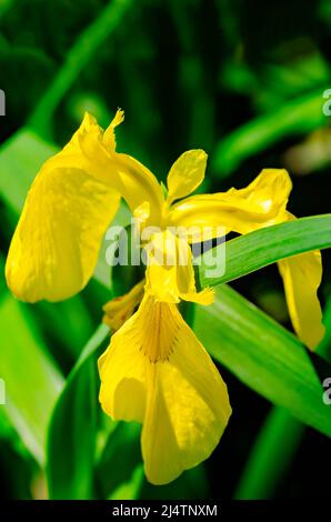 Yellow Flag Iris (Iris pseudacorus) is pictured in a garden, April 15, 2022, in Mobile, Alabama. Stock Photo