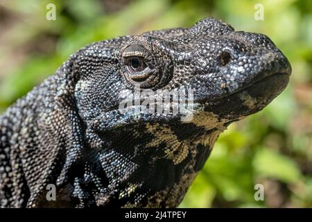 Lace monitor (Varanus varius) close-up at St. Augustine Alligator Farm Zoological Park on Anastasia Island in St. Augustine, Florida. (USA) Stock Photo