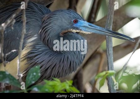 Tricolored heron (Egretta tricolor) nesting on Anastasia Island in St. Augustine, Florida. (USA) Stock Photo