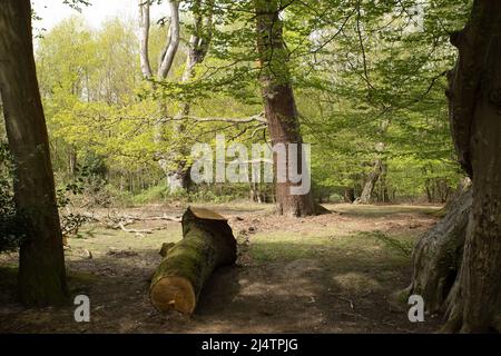 Hill Wood Epping Forest Essex, England UK Europe Stock Photo