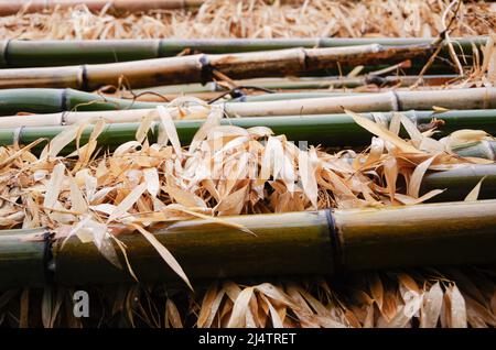 iida, nagano, japan, 2022/18/04 , photo of some bamboo trunks cut in the rain, and placed on top of a layer of yellowed leaves. Stock Photo