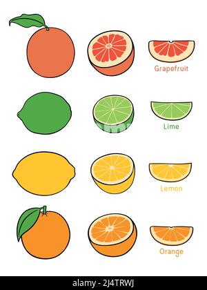 Collection of various hand drawn, flat colored citrus fruits, isolated on a white background. Stock Vector