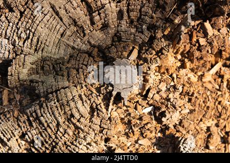 Tree rings old weathered wood texture with the cross section of a cut log Stock Photo