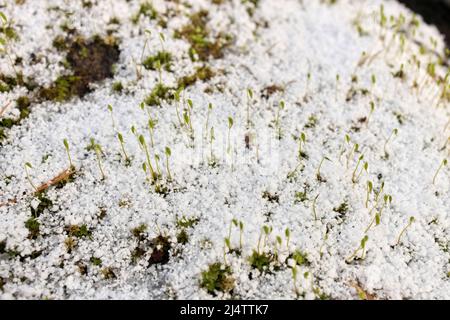 Young Sphagnum Moss Shoots Sprout Through a Fresh Layer of Graupel Snow in Spring Stock Photo