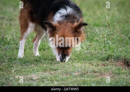 Small brown and white dog sniffing grass in the park Stock Photo