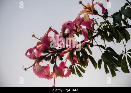 Pink flowers of a ceiba tree Stock Photo