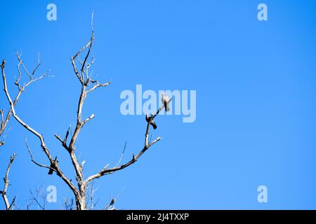 Birds perched on dry tree branches against blue sky Stock Photo