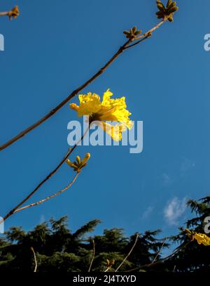 flowers of a yellow lapacho Stock Photo