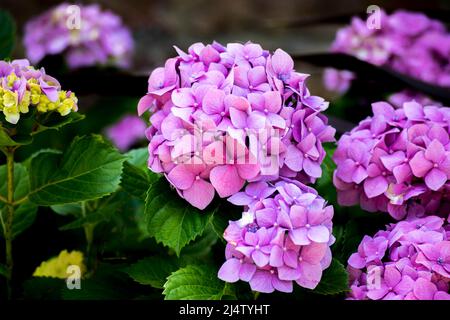 Pink flowers of a hydrangea Stock Photo