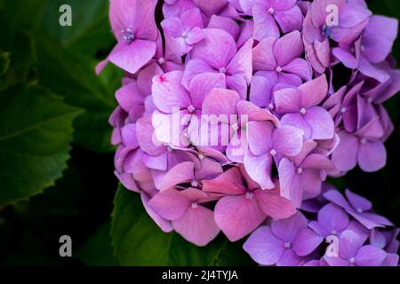 Pink flowers of a hydrangea Stock Photo