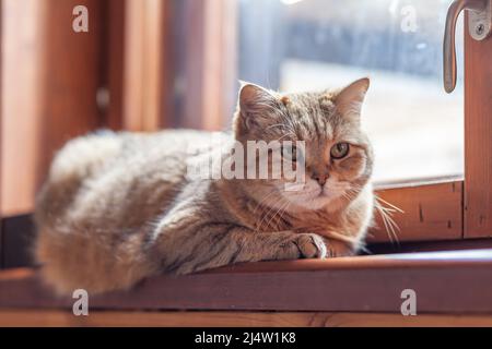 A beautiful gray cat in close - up lies and rests on the window sill of the house . The cat then looks into the camera then sleeps. Stock Photo
