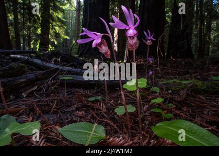 The fairy slipper orchid (Calypso bulbosa) blooming and flowering on the redwood forest floor in Northern California, USA, North America. Stock Photo