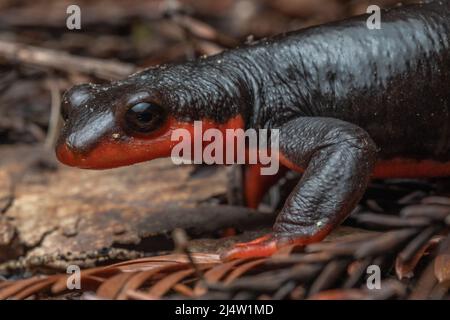 The cute face of a red bellied newt (Taricha rivularis) on the forest floor in Northern California, USA, North America.