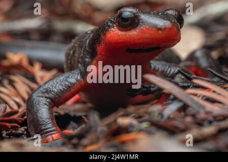 The cute face of a red bellied newt (Taricha rivularis) on the forest floor in Northern California, USA, North America.
