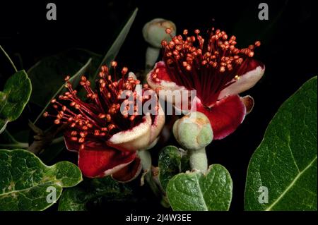 New Zealand Christmas Bush (Metrosideros Excelsa) usually flowers after Christmas in Australia, but is spectacular when it does. Stock Photo