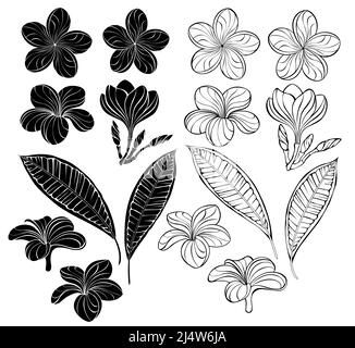 Set of artistically drawn, outline and silhouette plumeria flowers, buds and leaves on white background. Design elements. Stock Vector