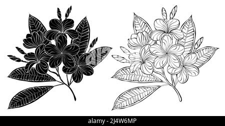 Artistically drawn, contour and silhouette branch of blooming, exotic plumeria on white background. Stock Vector