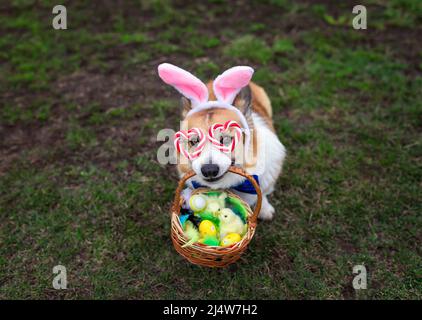 cute corgi dog puppy in easter bunny ears and glasses is sitting on the grass with a basket of eggs and chickens Stock Photo