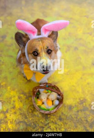 cute corgi dog puppy in Easter bunny ears sits with a basket of eggs surrounded by bright yellow holi colors Stock Photo