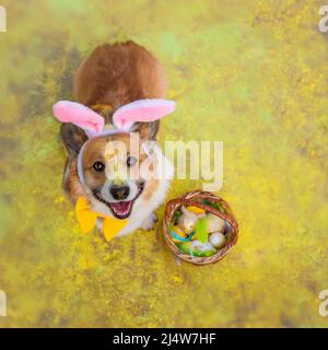 cute corgi dog puppy in Easter bunny ears sits with a basket of eggs surrounded by bright yellow holi colors Stock Photo