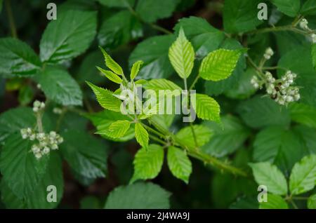 Green leaves of the Rubus allegheniensis plant, known as Allegheny blackberry and common blackberry in a forest in Germany Stock Photo