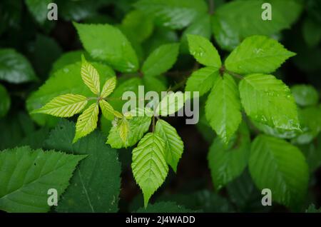 Green leaves of the Rubus allegheniensis plant, known as Allegheny blackberry and common blackberry in a forest in Germany Stock Photo