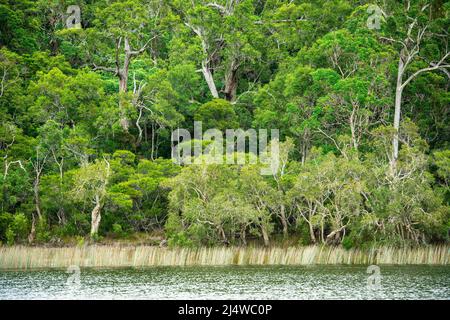 Lake Allom is a sightseers treasure, tucked in a forest of Melaleuca trees (paperbark), Hoop Pines (Araucaria Cunninghamii) and sedges. Stock Photo