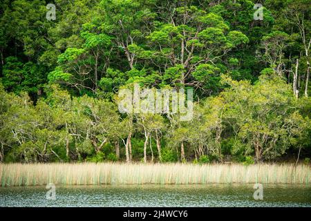 Lake Allom is a sightseers treasure, tucked in a forest of Melaleuca trees (paperbark), Hoop Pines (Araucaria Cunninghamii) and sedges. Fraser Island Stock Photo