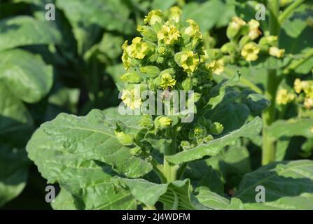 Nicotiana Rustica, or Aztec tobacco is blooming with yellow small flowers. A tobacco plant with yellow flowers and honey bees. Stock Photo