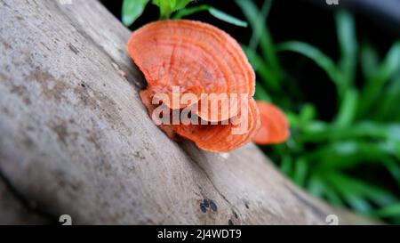 Mushroom Stock Photo