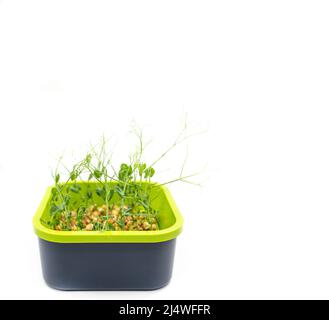 Microgreens pea isolated on white background. Fresh micro greens pea sprouts. High quality photo Stock Photo